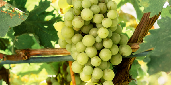 Découvrez le Chenin Blanc : Le Roi de la Loire